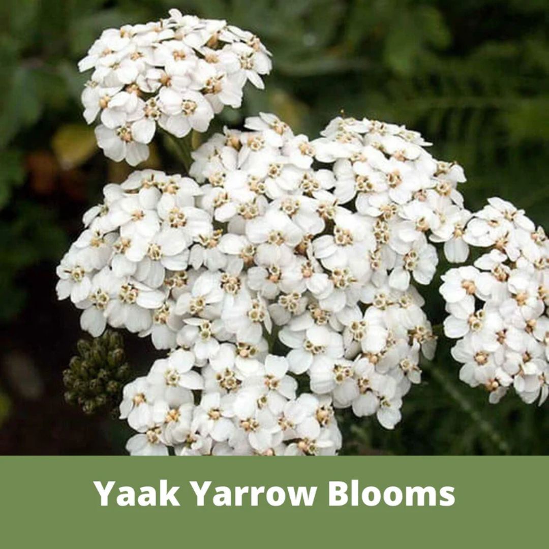 Yaak Yarrow Pouch – Flawn Seed – 500 SQ FT